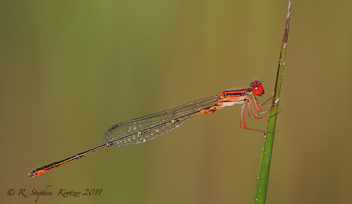 Enallagma concisum, male